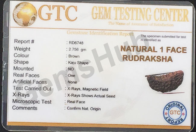 1 Face/Mukhi Certified Rudraksha Premium Quality